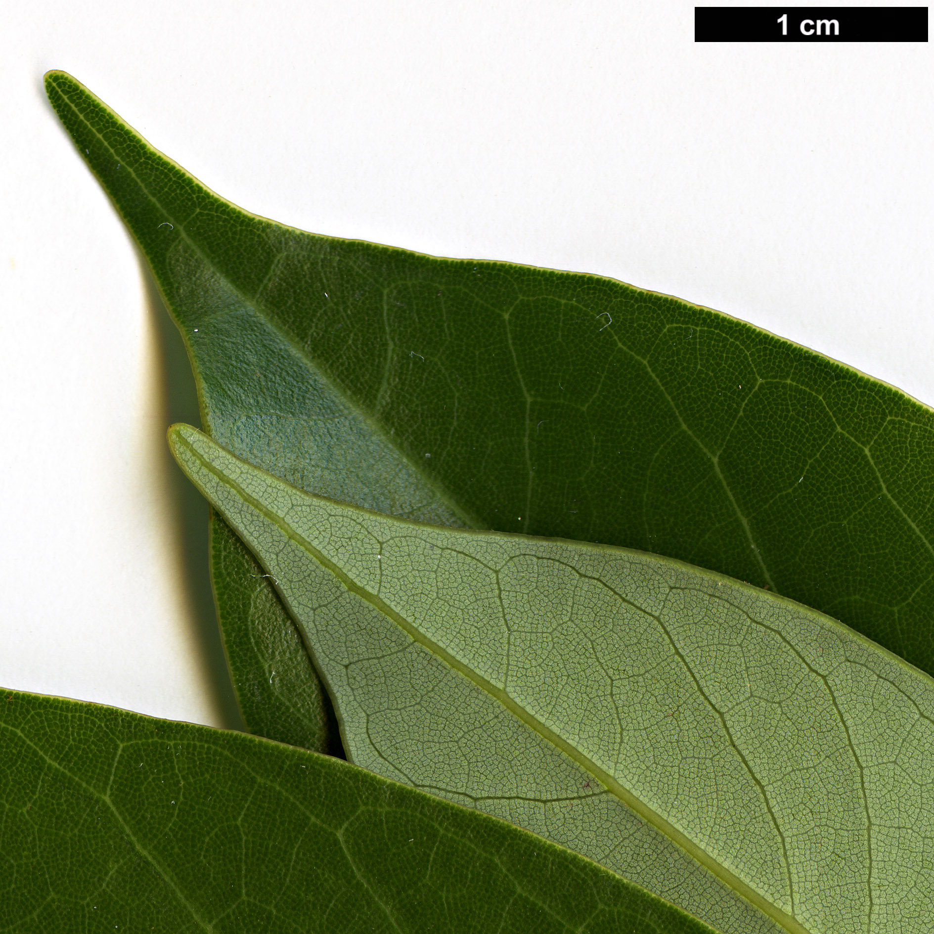 High resolution image: Family: Lauraceae - Genus: Machilus - Taxon: thunbergii 